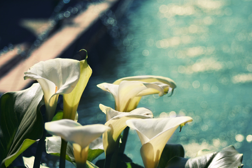cala lilies cala lilies