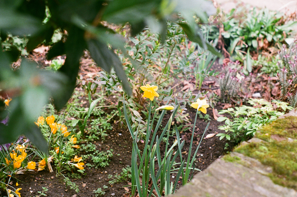 daffodils. spring!!!